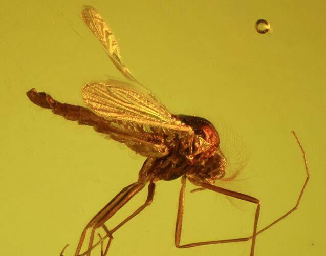 Fossil Fly (Diptera) In Baltic Amber #58043